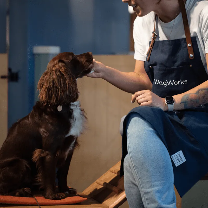 WagWorks photography of staff member with dog